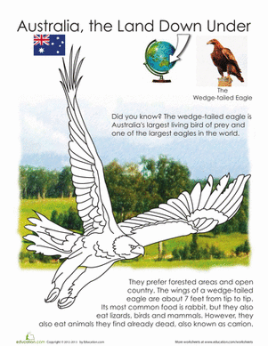 Wedge-tailed Eagle