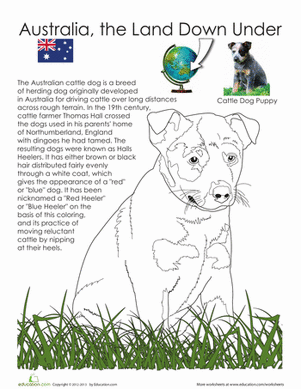 Cattle Dog