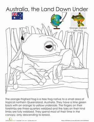 Tree Frog