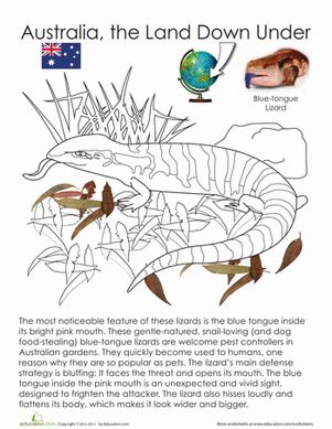 Blue-tongue Lizard