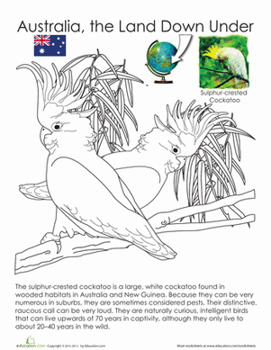 Sulphur-crested Cockatoo