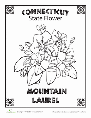 Connecticut State Flower