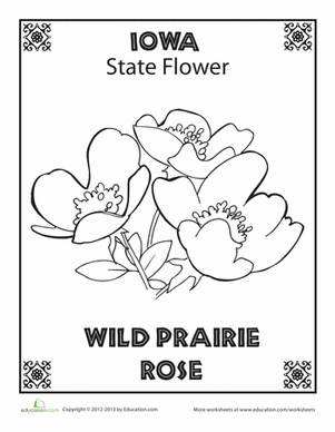 Iowa State Flower