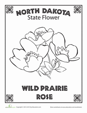 North Dakota State Flower