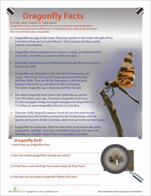 Dragonfly Facts