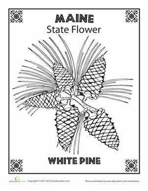 Maine State Flower