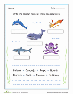 Spanish Sea Creatures