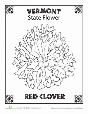 Vermont State Flower