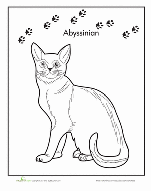 Abyssinian Cat Coloring Page
