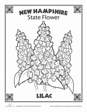 New Hampshire State Flower