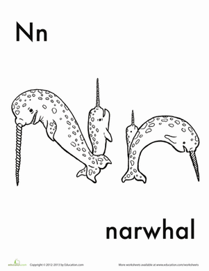 N for Narwhal