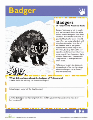 Badger