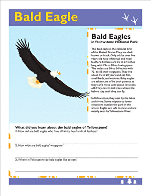 Bald Eagle