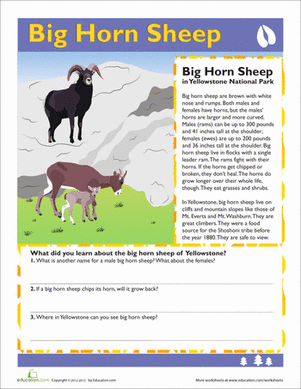 Big Horn Sheep