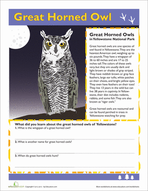 Great Horned Owl