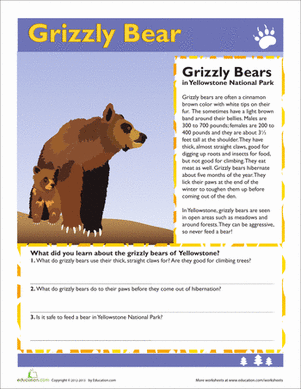 Grizzly Bear
