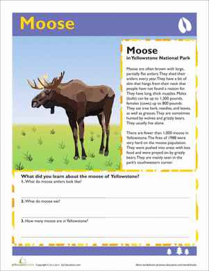 Moose