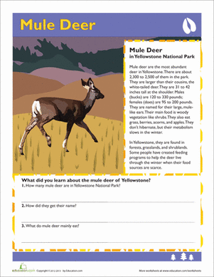 Mule Deer