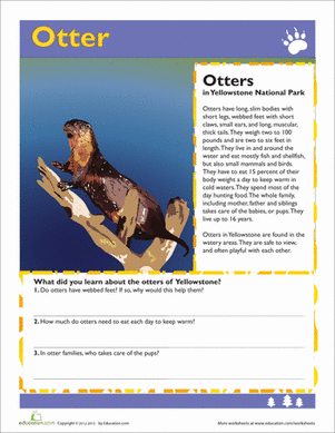 Otter
