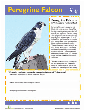 Peregrine Falcon