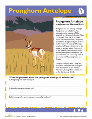 Pronghorn Antelope