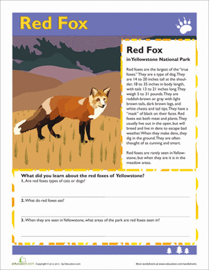 Red Fox