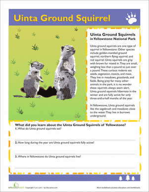 Uinta Ground Squirrel