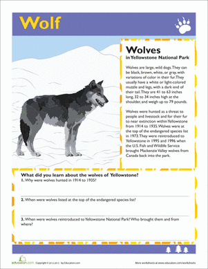 Wolf