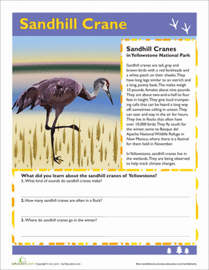 Sandhill Crane
