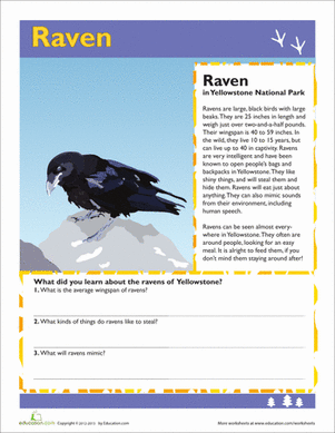Raven