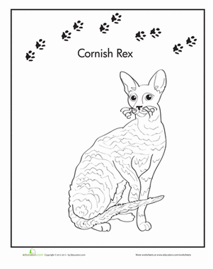 Cornish Rex Coloring Page