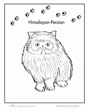 Himalayan-Persian Coloring Page