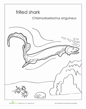 Frilled Shark