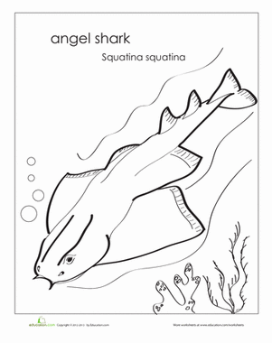 Angel Shark