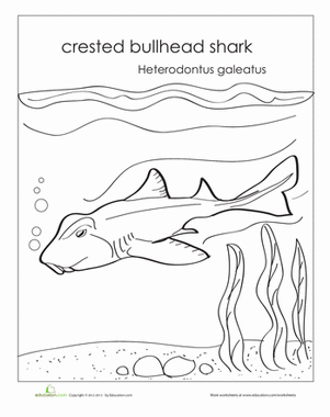 Bullhead Shark
