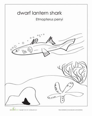 Dwarf Lantern Shark