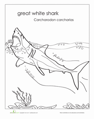 Great White Shark