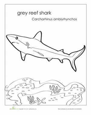 Grey Reef Shark