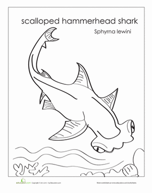 Hammerhead Shark