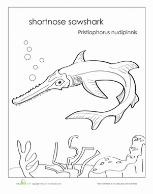 Shortnose Sawshark