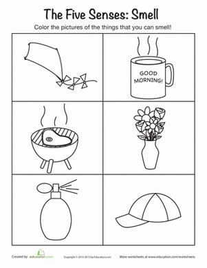 The Five Senses: Smelling