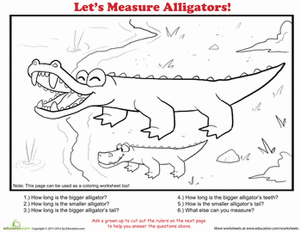 How to Measure: Alligator