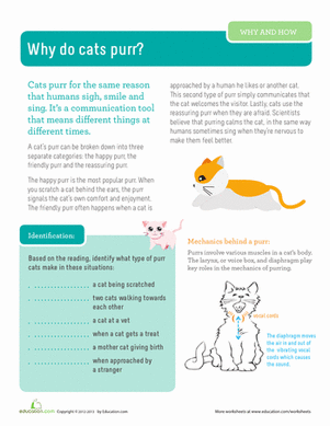 Why Do Cats Purr?