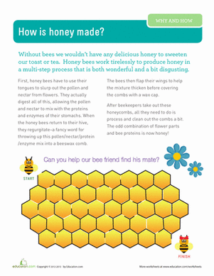 How is Honey Made?