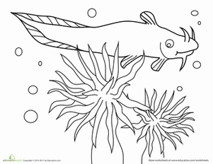 Catfish Coloring Page