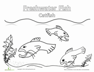 Color the Catfish