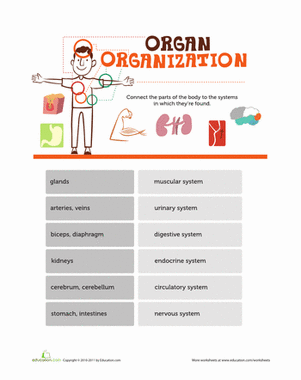 Organizing Organs