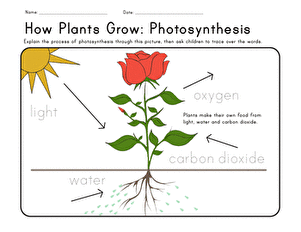 How Plants Grow