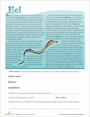 Eel Facts