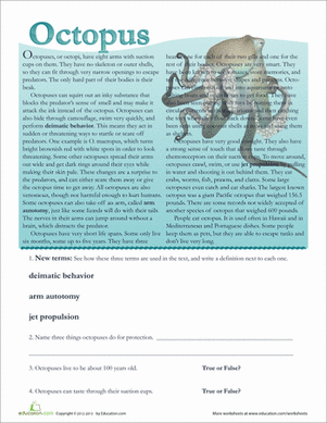 Octopus Facts